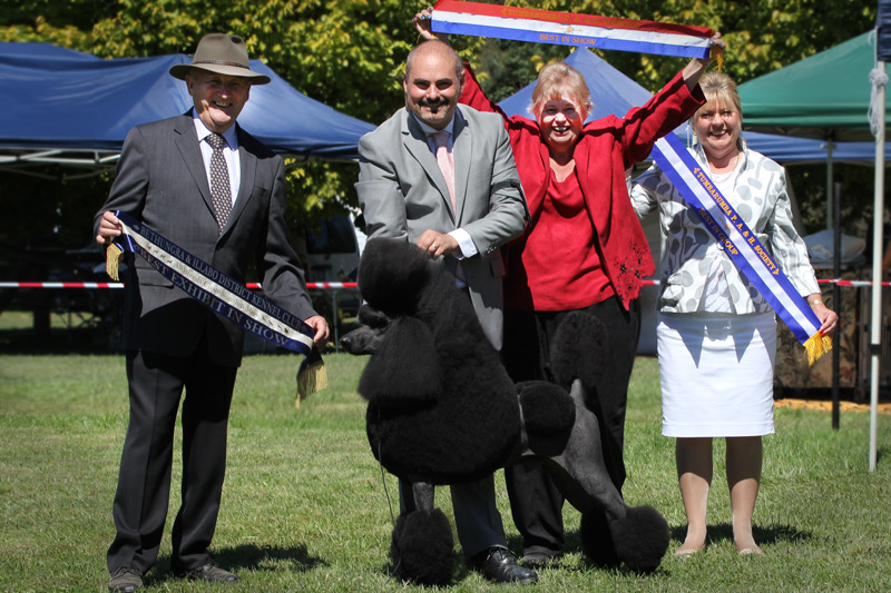 Michael Sarroff and Rhy the Standard Poodle winning Best In Show