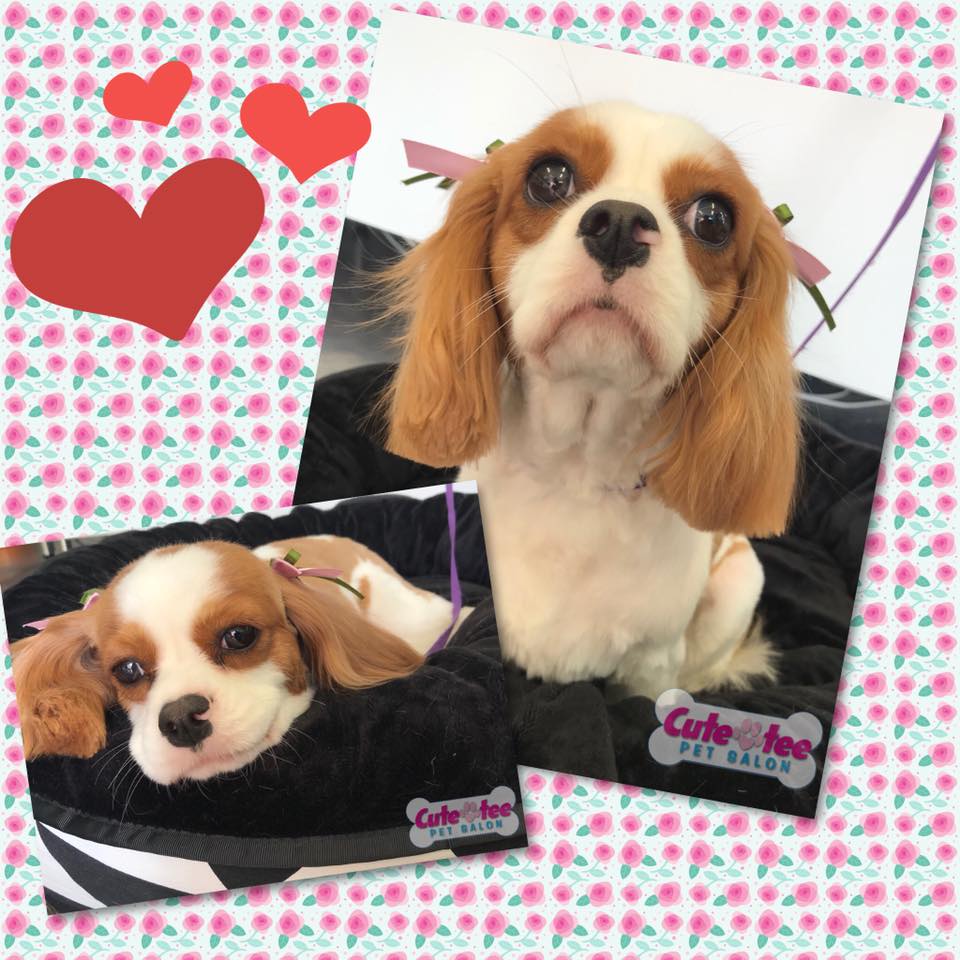 Cutetee Pet Salon Client 33 after Dog Grooming Hair Cut