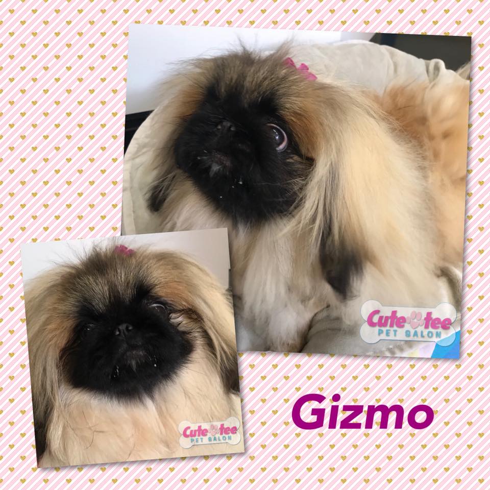 Cutetee Pet Salon Client 31 after Dog Grooming Hair Cut