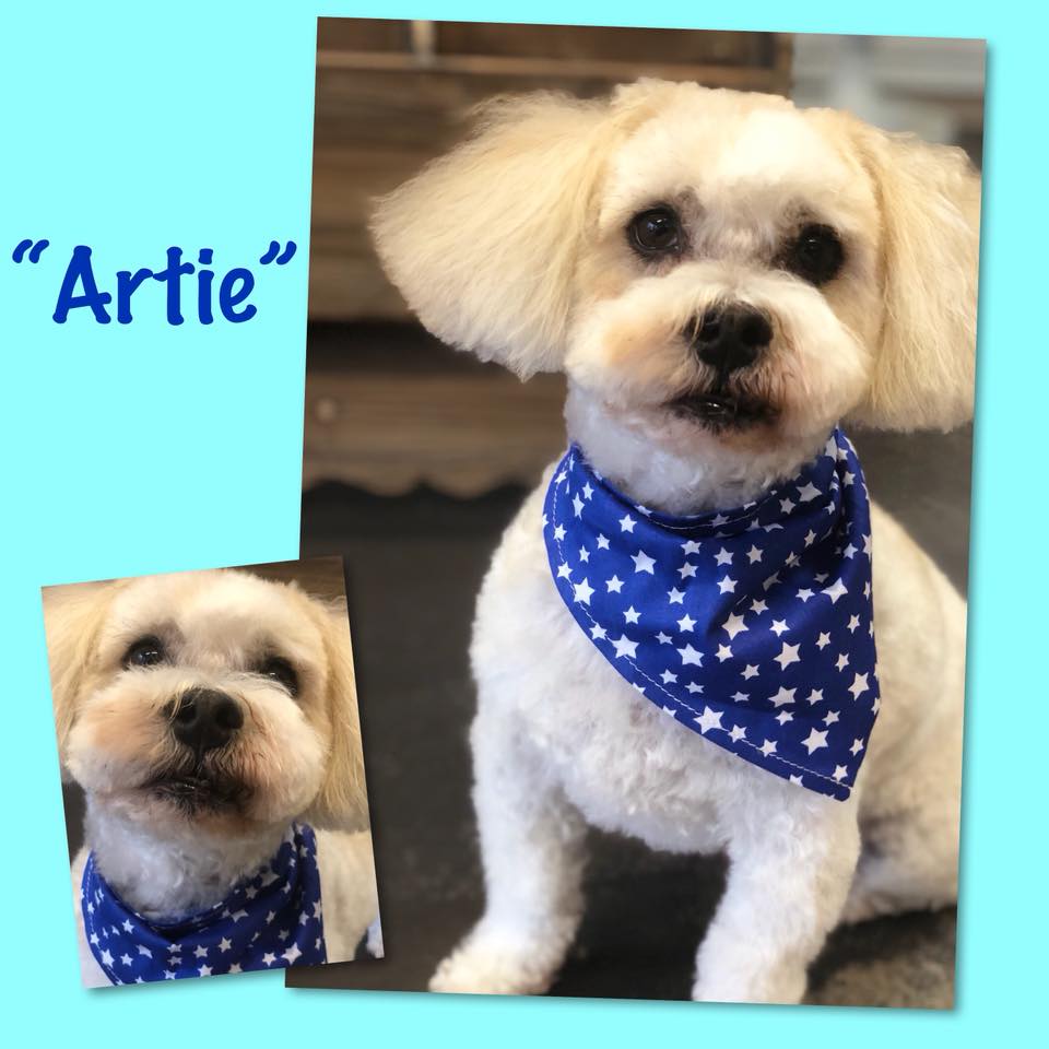 Cutetee Pet Salon Client 7 after Dog Grooming Hair Cut