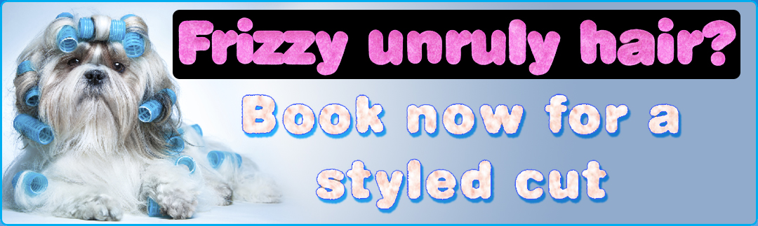 Dog styling and dog grooming at Cutetee Pet Salon in Albury Wodonga